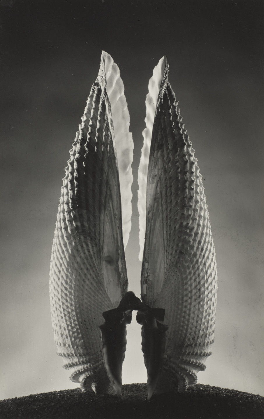 Ruth Bernhard. Angel Wings. 1943
