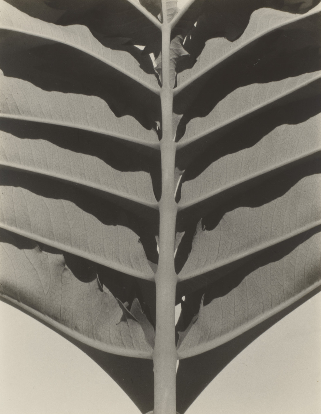Sonya Noskowiak. Plant Detail. 1931