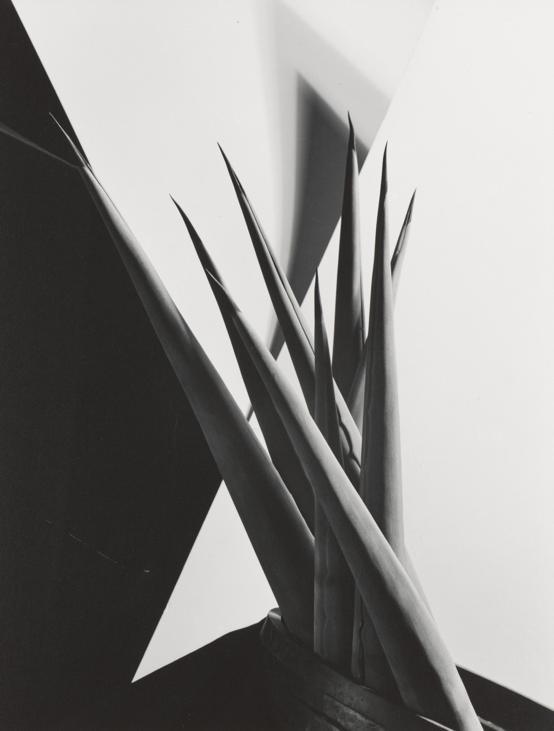 Imogen Cunningham. Agave Design I. 1920