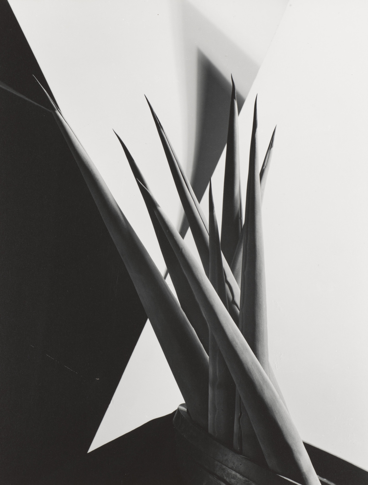 Imogen Cunningham. Agave Design I. 1920 | MoMA