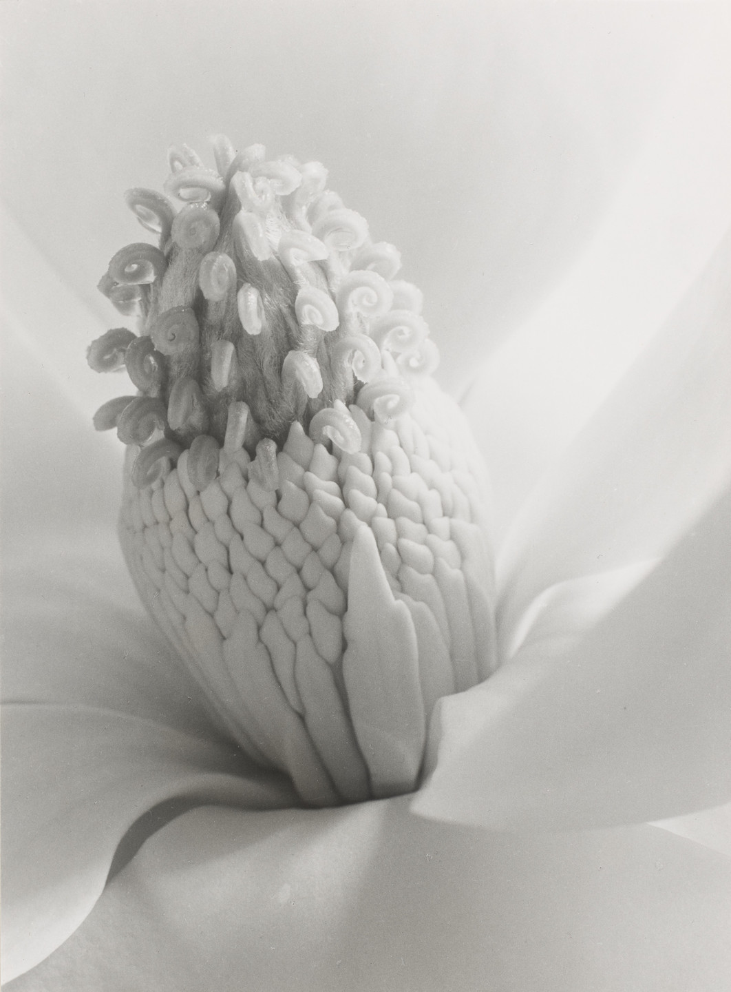 Imogen Cunningham. Magnola Blossom, Tower of Jewels. 1925