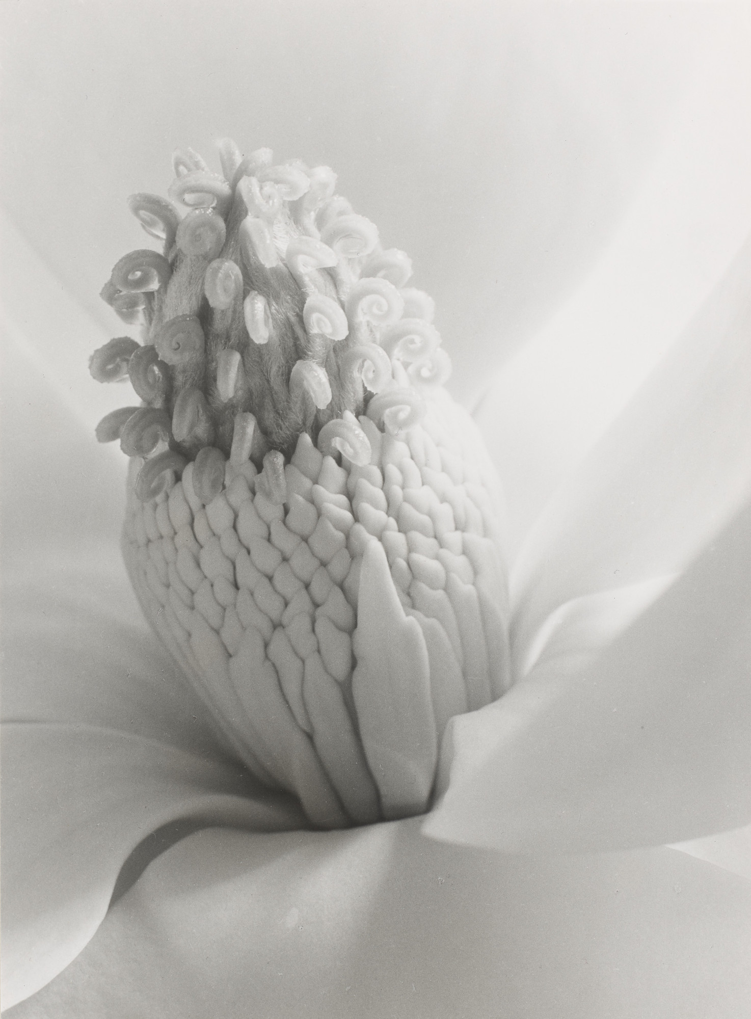 【希少写真集】Imogen Cunningham ［FLORA］ Flowers, Faces and Form: The Photographs of Imogen