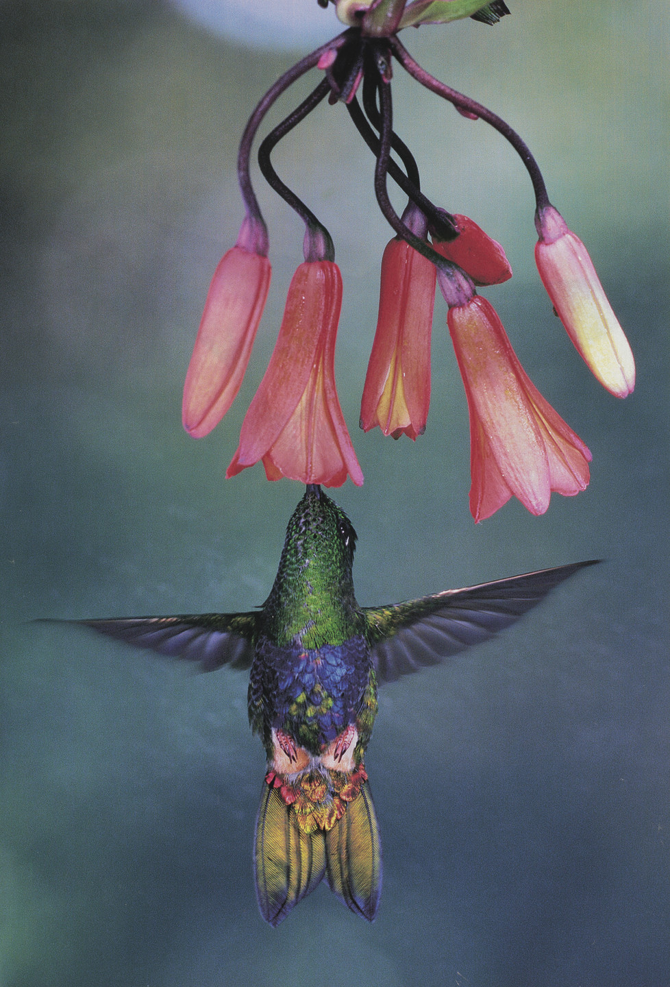 Luis A. Mazariegos. Eriocnemis mirabilis (left) and Phaethornis guy (right) from National Geographic, January 2007. c. 2006