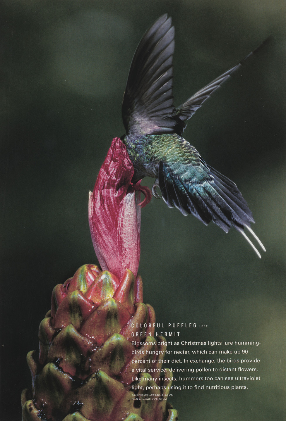 Luis A. Mazariegos. Eriocnemis mirabilis (left) and Phaethornis guy (right) from National Geographic, January 2007. c. 2006