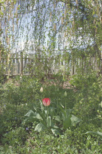 Tulips and Weeping Birch, Newport