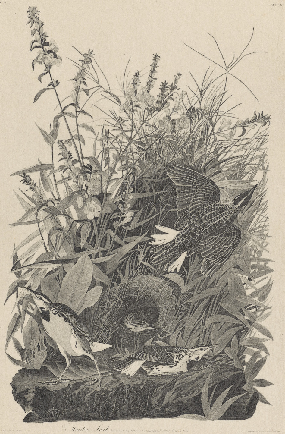 Unknown artist. Meadow Lark. c. 1890