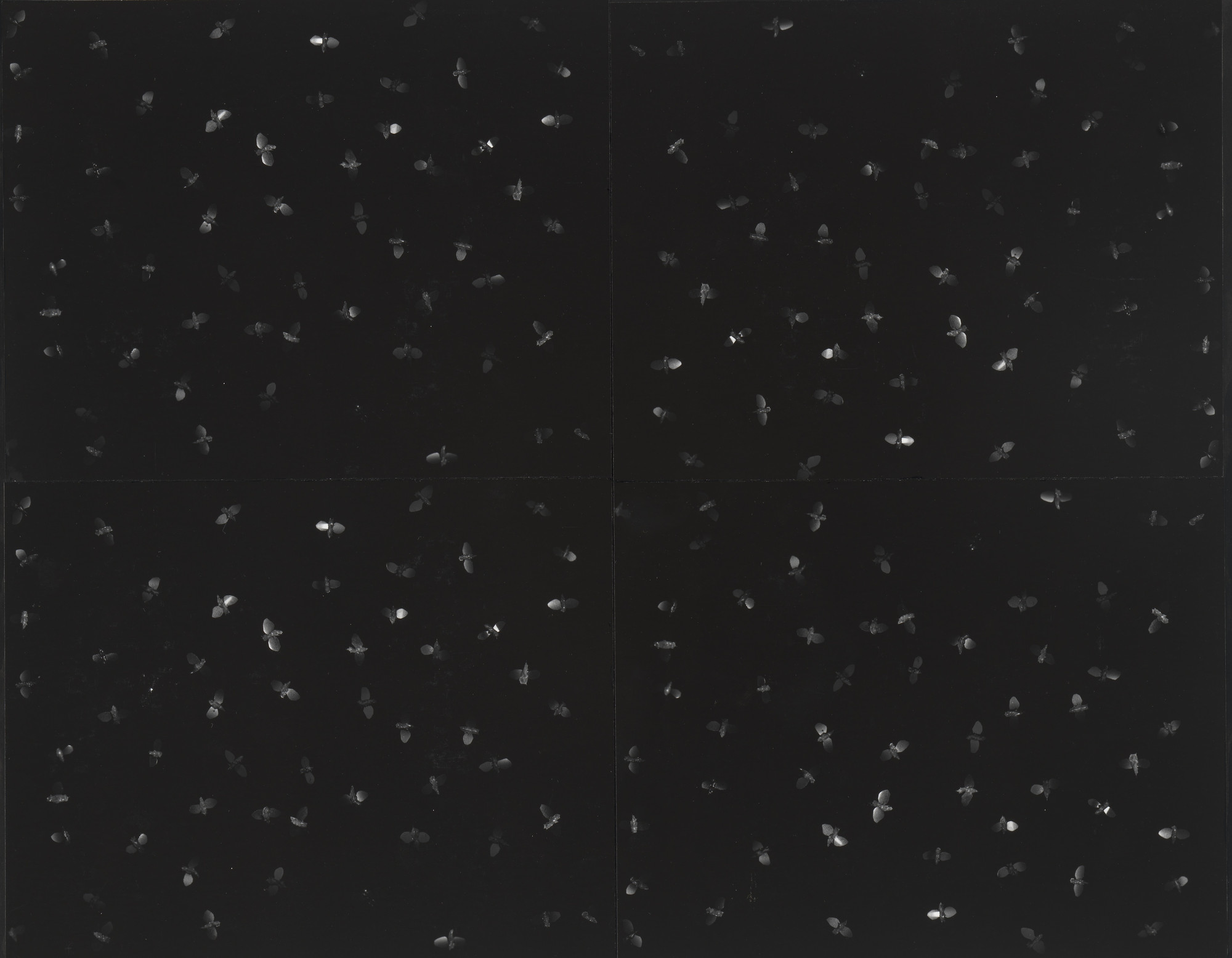 Robert Cumming. Fly Field