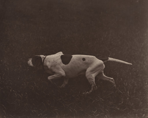 Hunting Dog