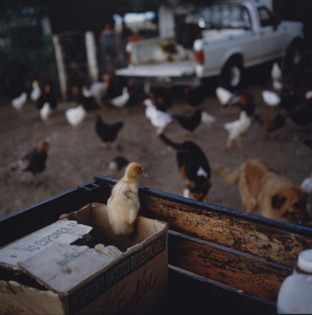 Untitled from the series On the Sixth Day