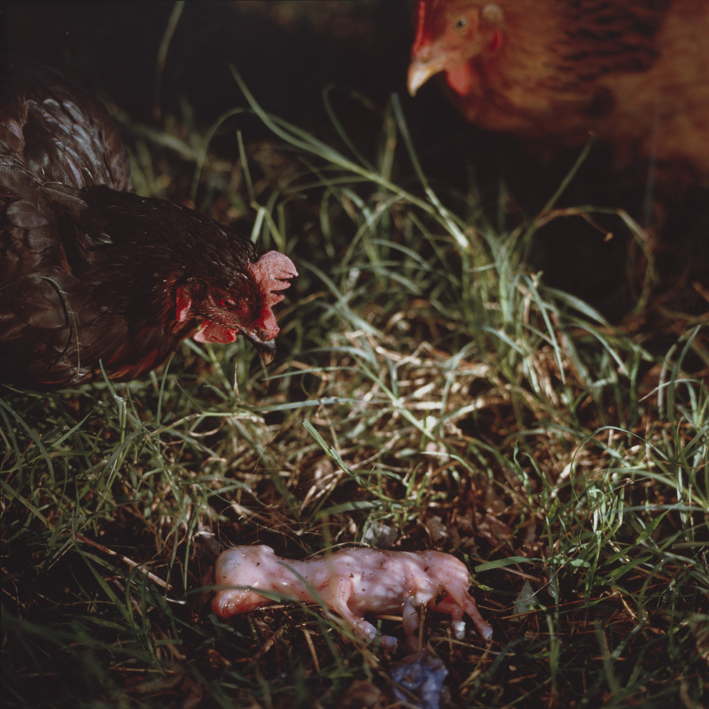 Untitled from the series On the Sixth Day