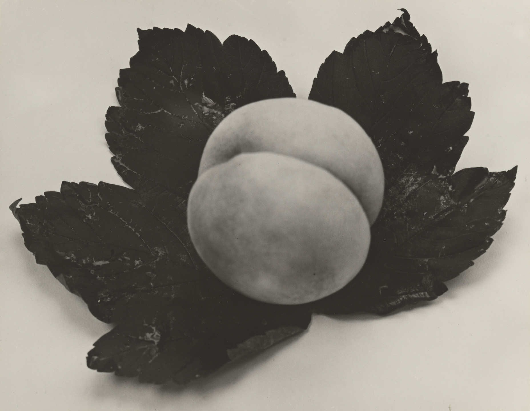 Man Ray (Emmanuel Radnitzky). Untitled. 1931