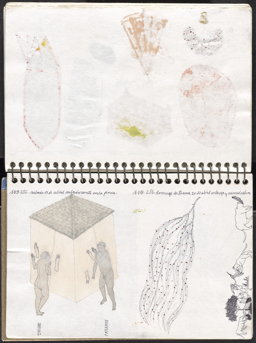 José Antonio Suárez Londoño. Metamorphoses Ovid I (Metamorfosis Ovidio I). 2003