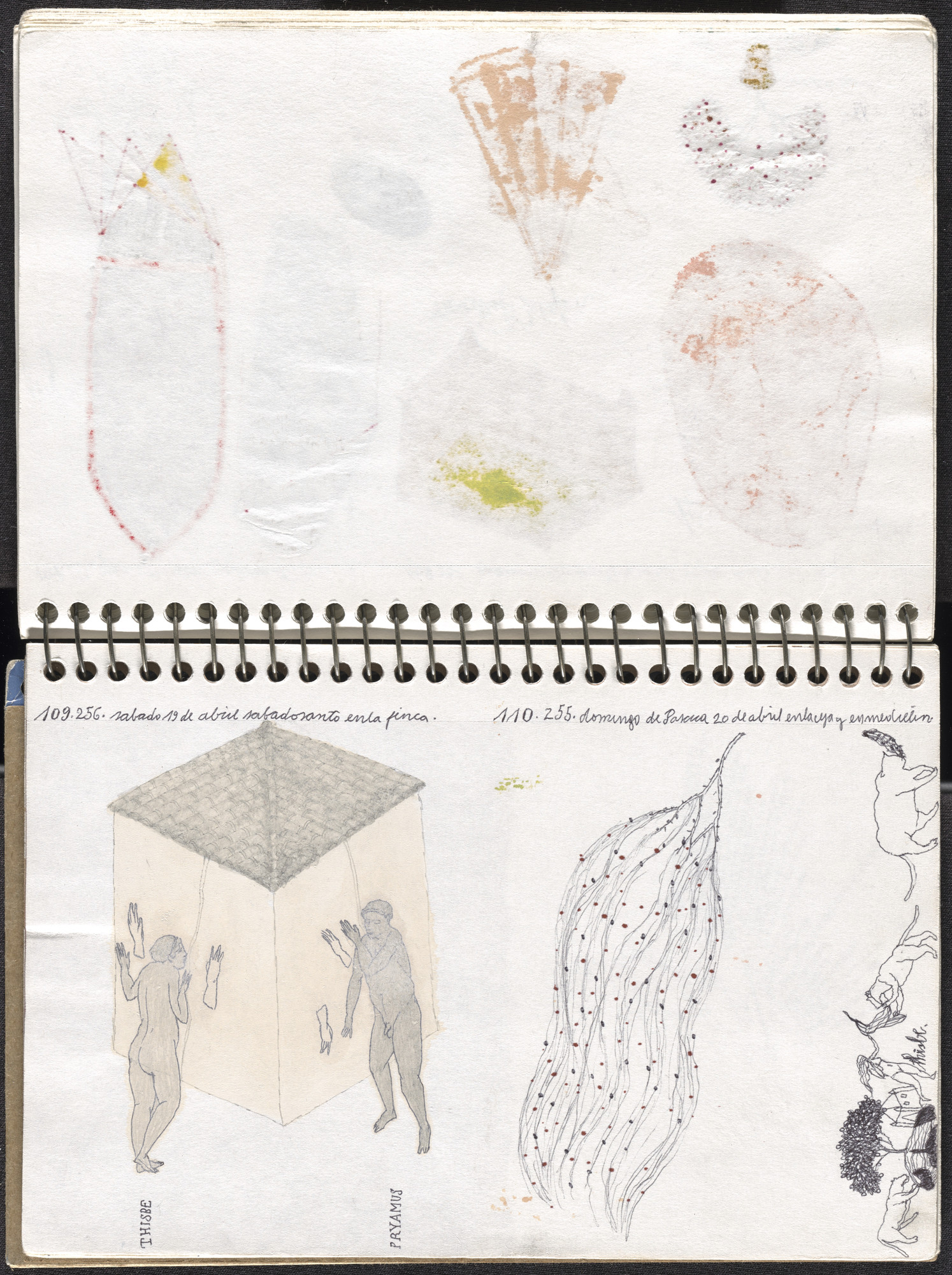 José Antonio Suárez Londoño. Metamorphoses Ovid I (Metamorfosis Ovidio I). 2003
