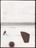José Antonio Suárez Londoño. Metamorphoses Ovid II (Metamorfosis Ovidio II). 2003