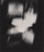 Man Ray (Emmanuel Radnitzky). Unconcerned Photograph. 1959