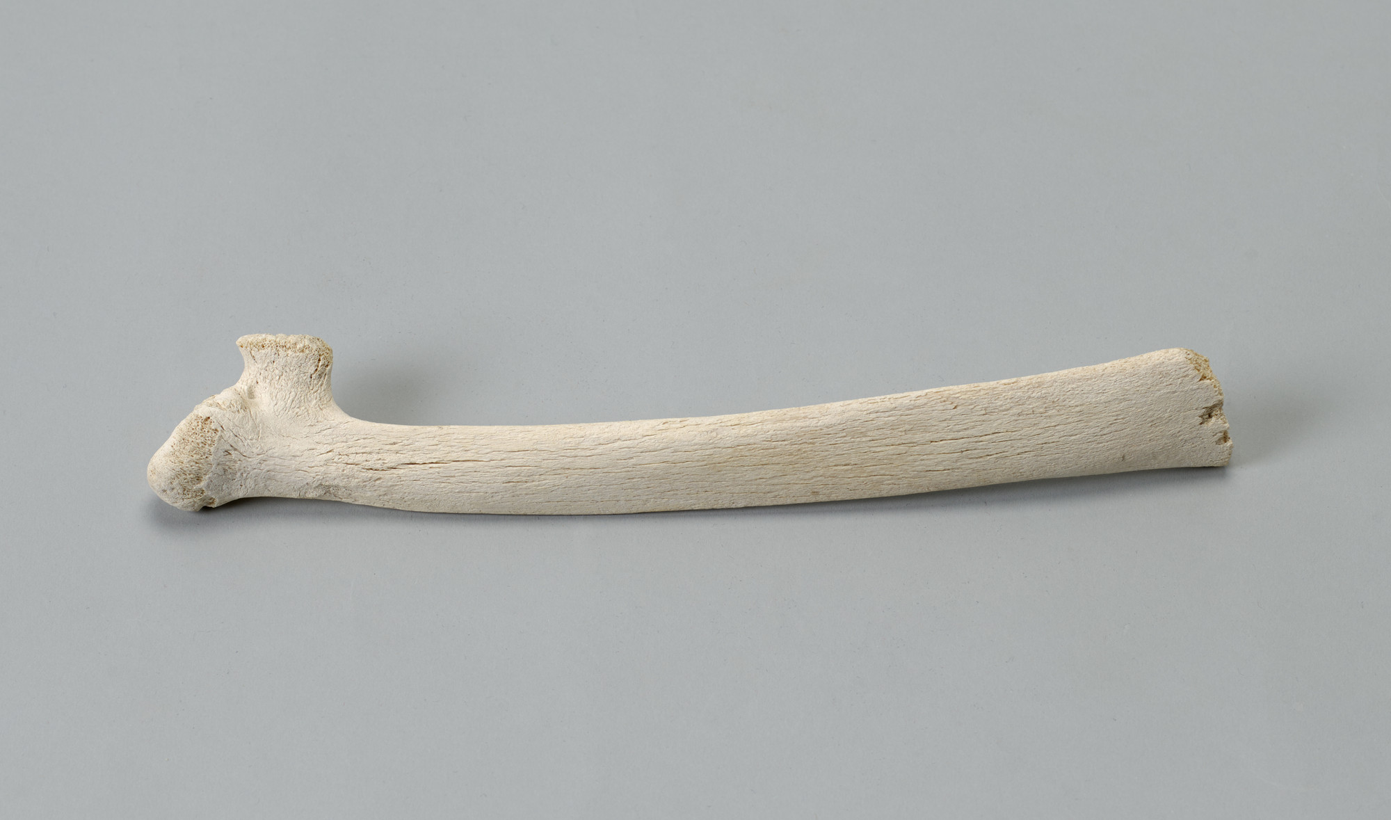 Robert Watts. Bone