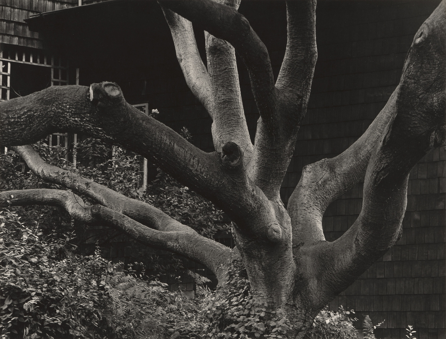 Dorothea Lange. Oak Trunk. 1957