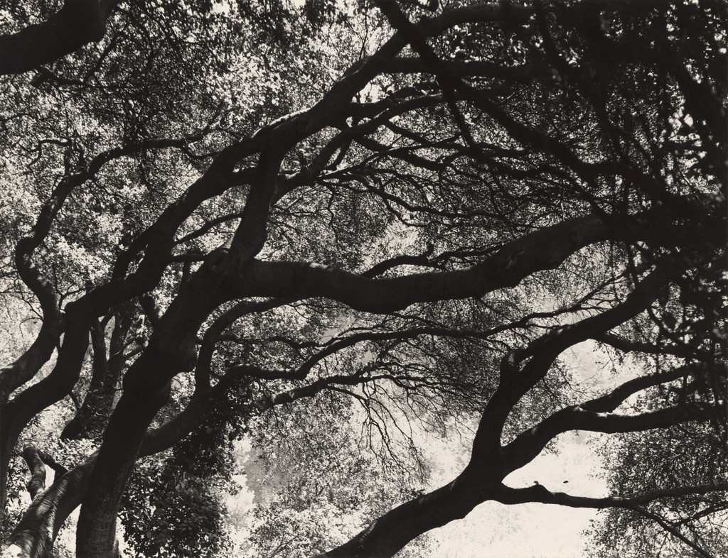 Oak