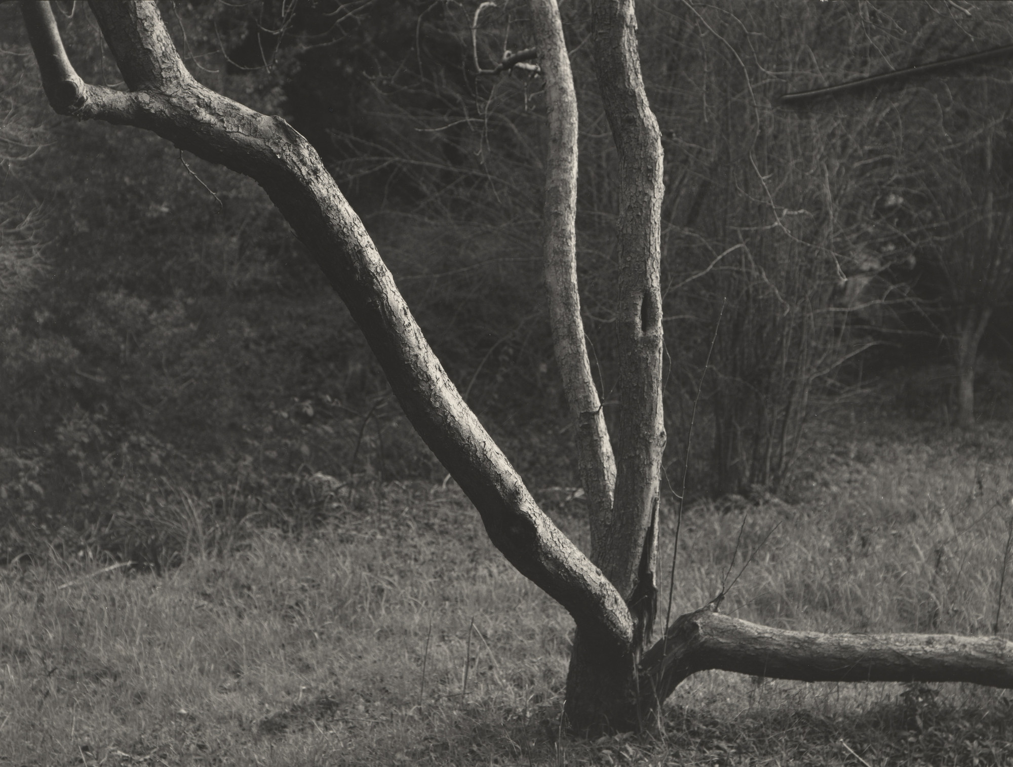 Dorothea Lange. Split Tree
