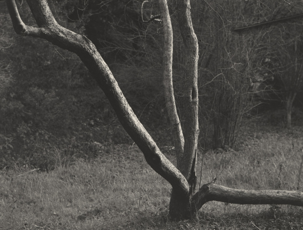Split Tree