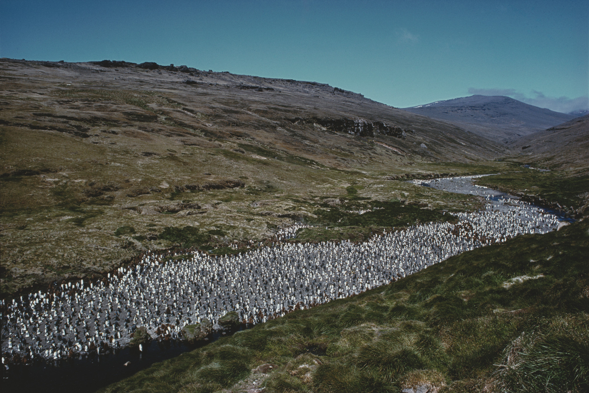 Bruno Zehnder. A River of King Penguins Sitting on Their Eggs on Île de la Possession, Crozet Island Group, Sub Antarctica. 1980s