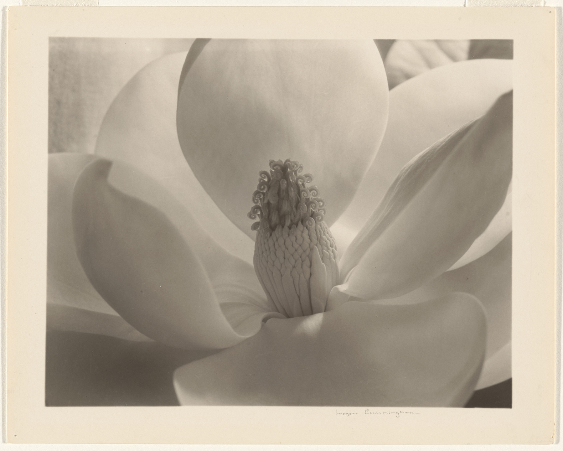 Imogen Cunningham. Magnolia Blossom. c. 1925