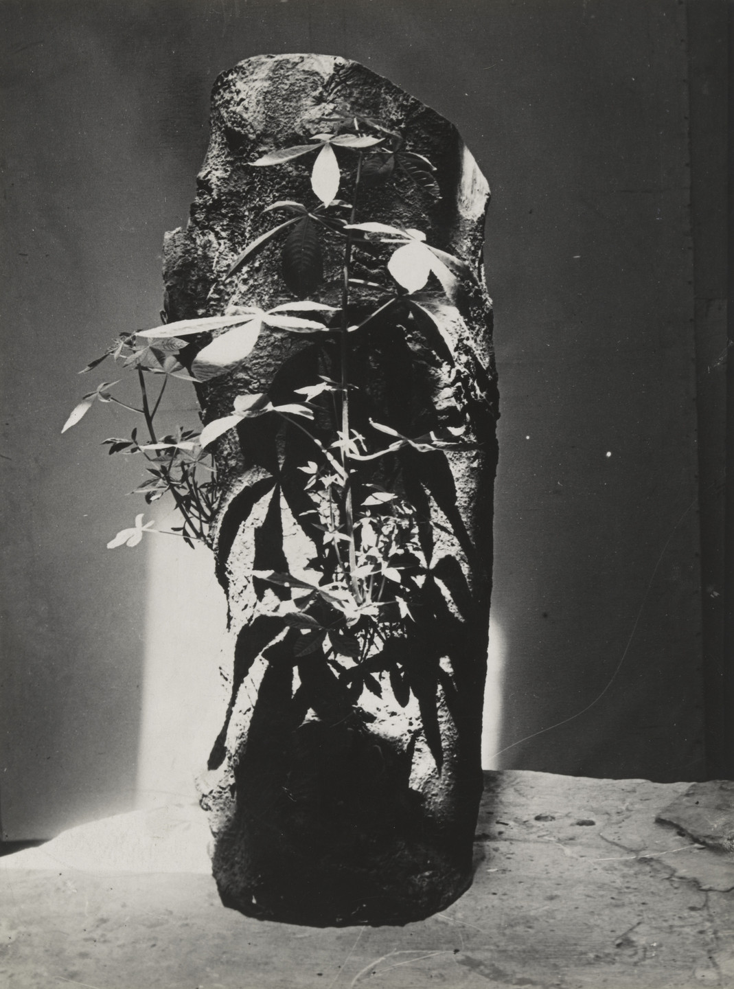 Constantin Brâncuși. Untitled. c. 1934