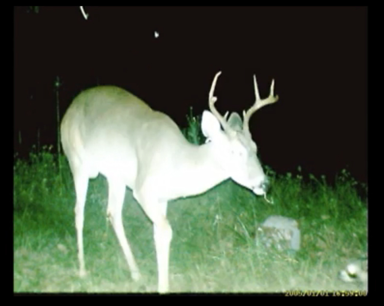 Deer Census
