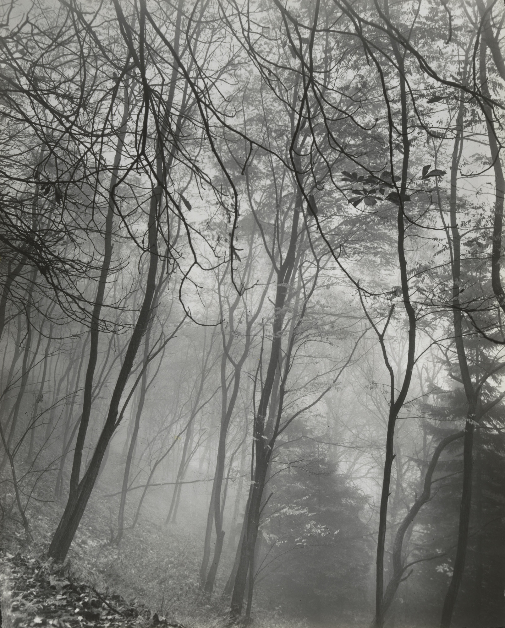 August Sander. The Siebengebirge