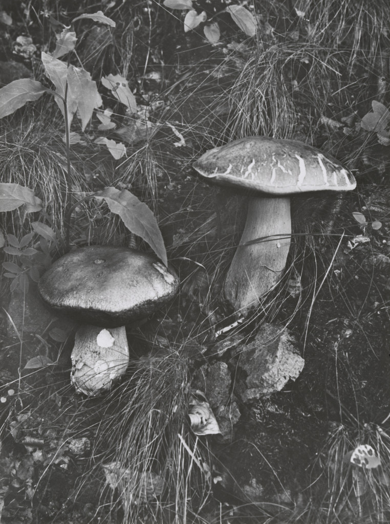 Mushrooms (Boletus edulis) (Steinpilze)