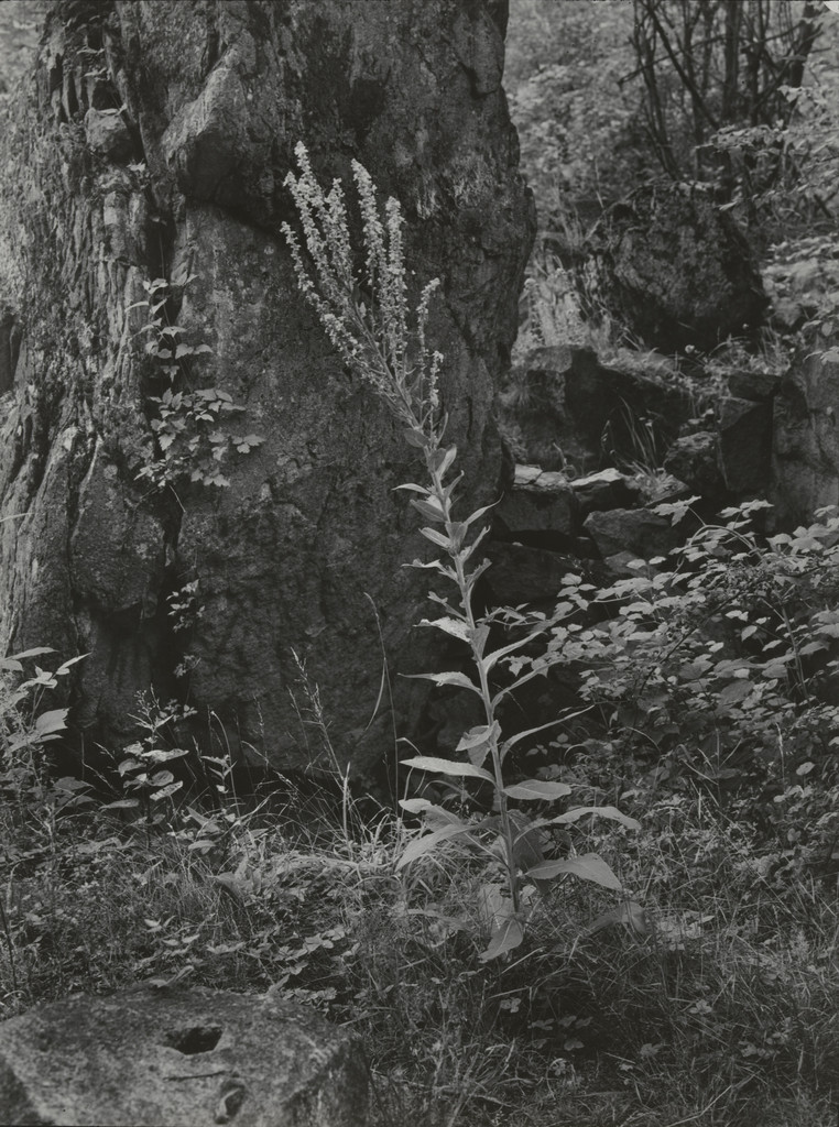 Mullein (Verbascum) (Königskerze)