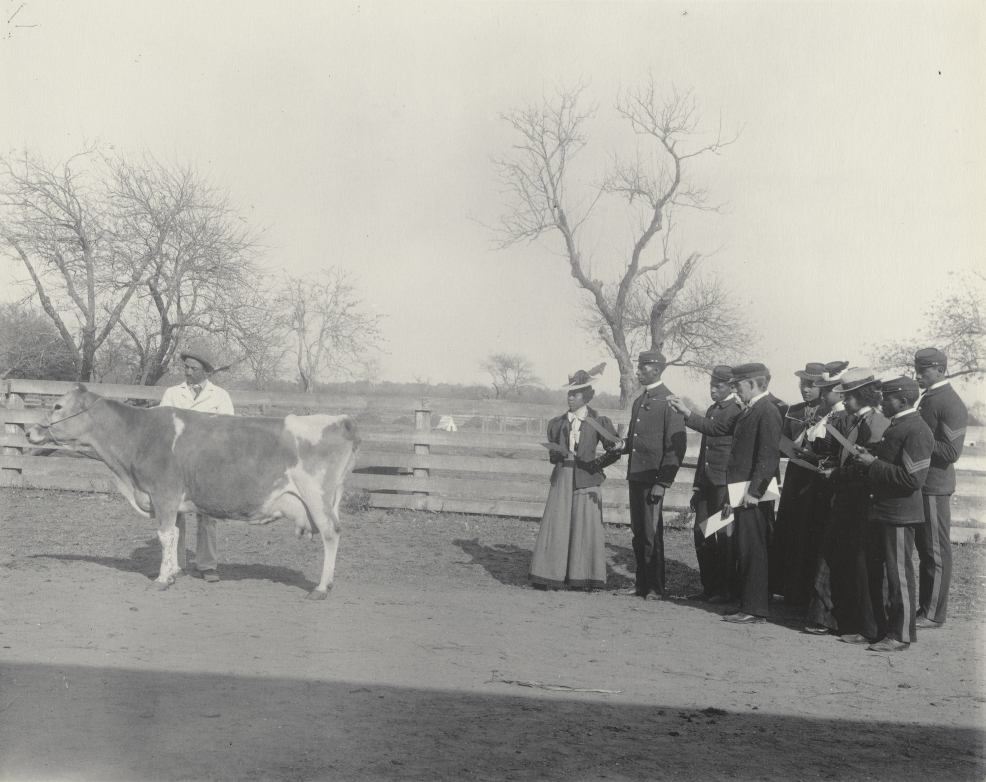 Frances Benjamin Johnston. Agriculture. Judging a dairy cow
