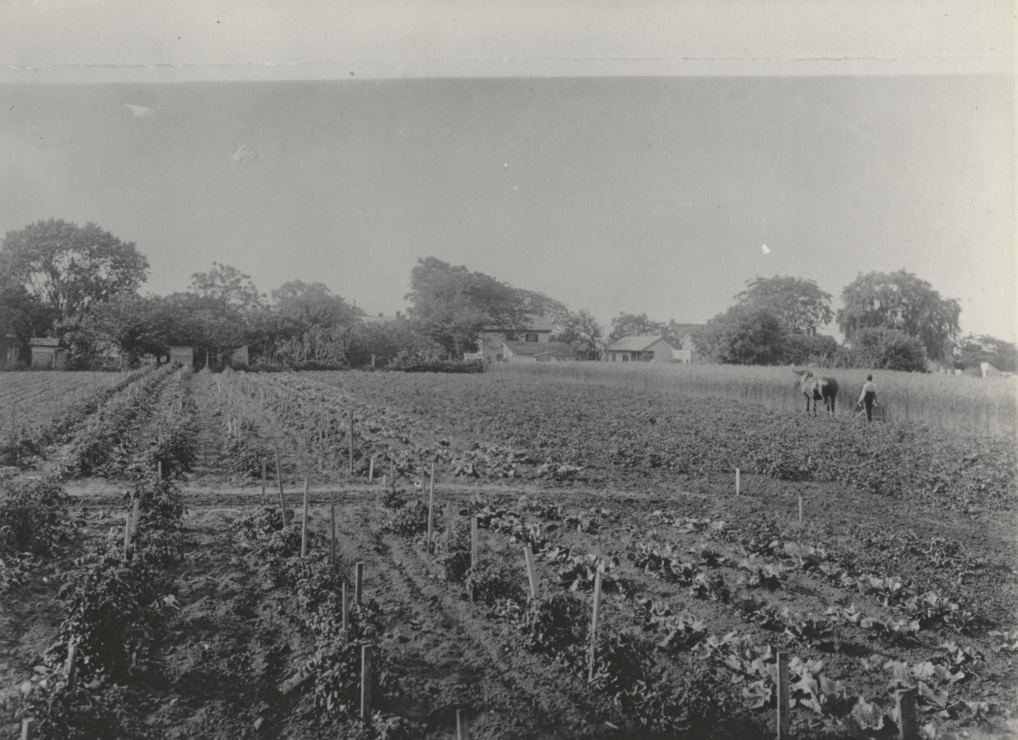 Frances Benjamin Johnston. Agriculture. The Experiment Farm