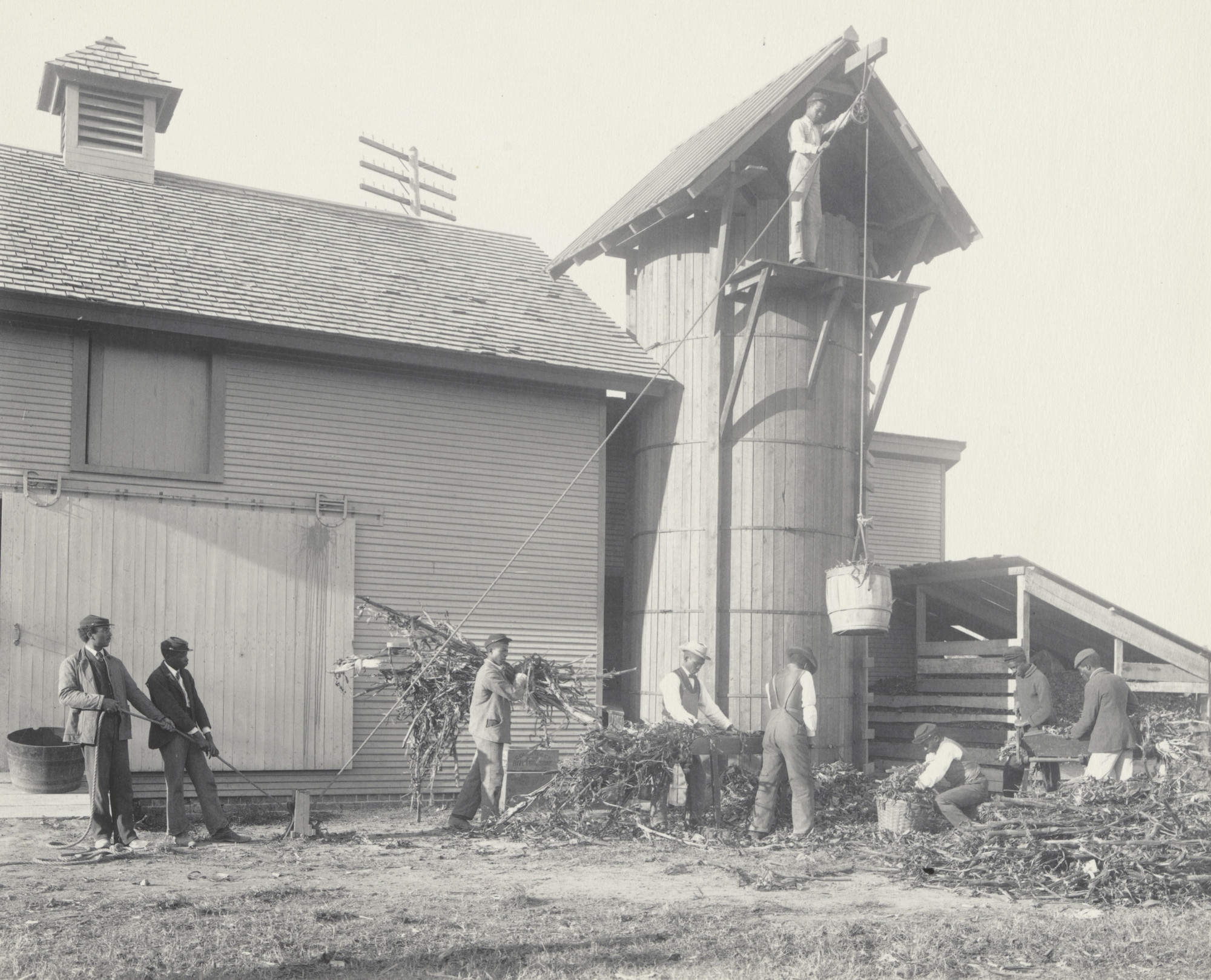 Frances Benjamin Johnston. Agriculture. Filling the silo by hand