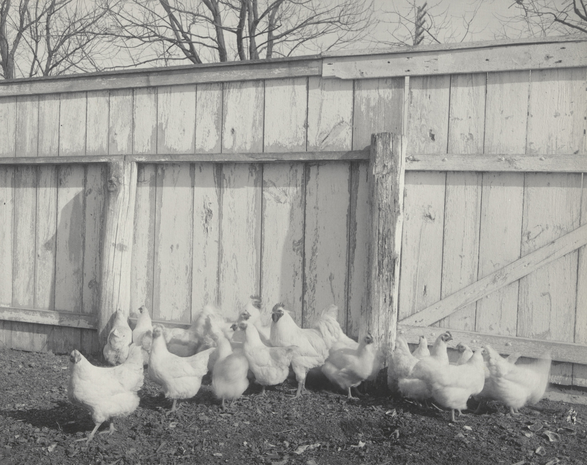 Frances Benjamin Johnston. Agriculture. Poultry