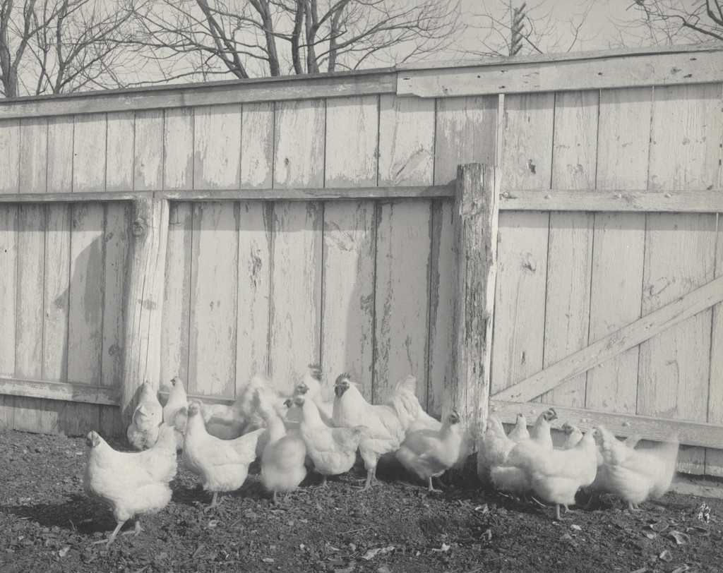 Agriculture. Poultry