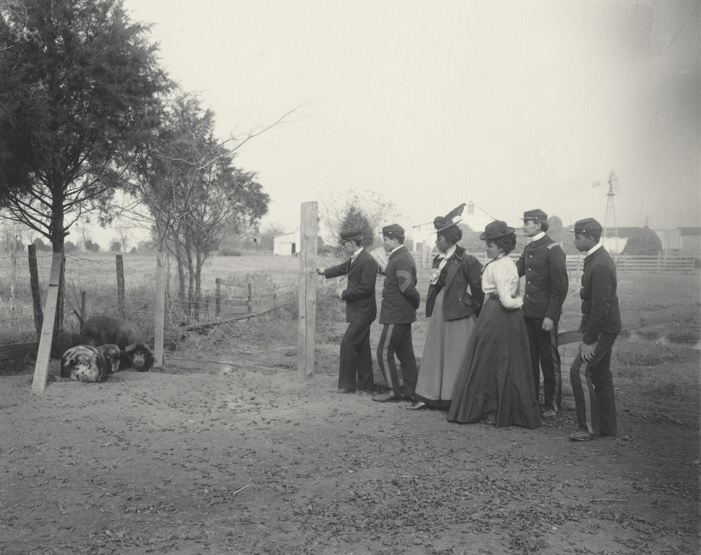 Agriculture. A class judging swine
