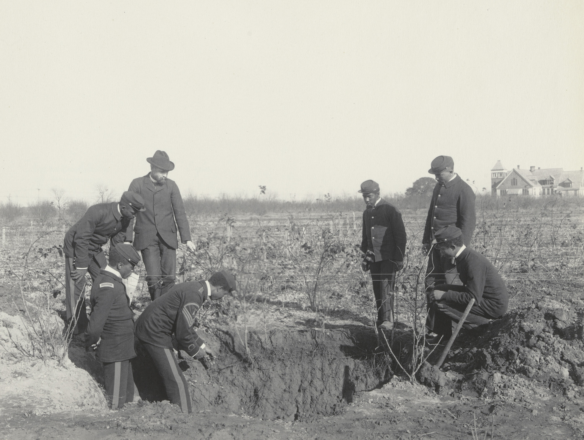 Frances Benjamin Johnston. Agriculture. Plant life. Study of roots
