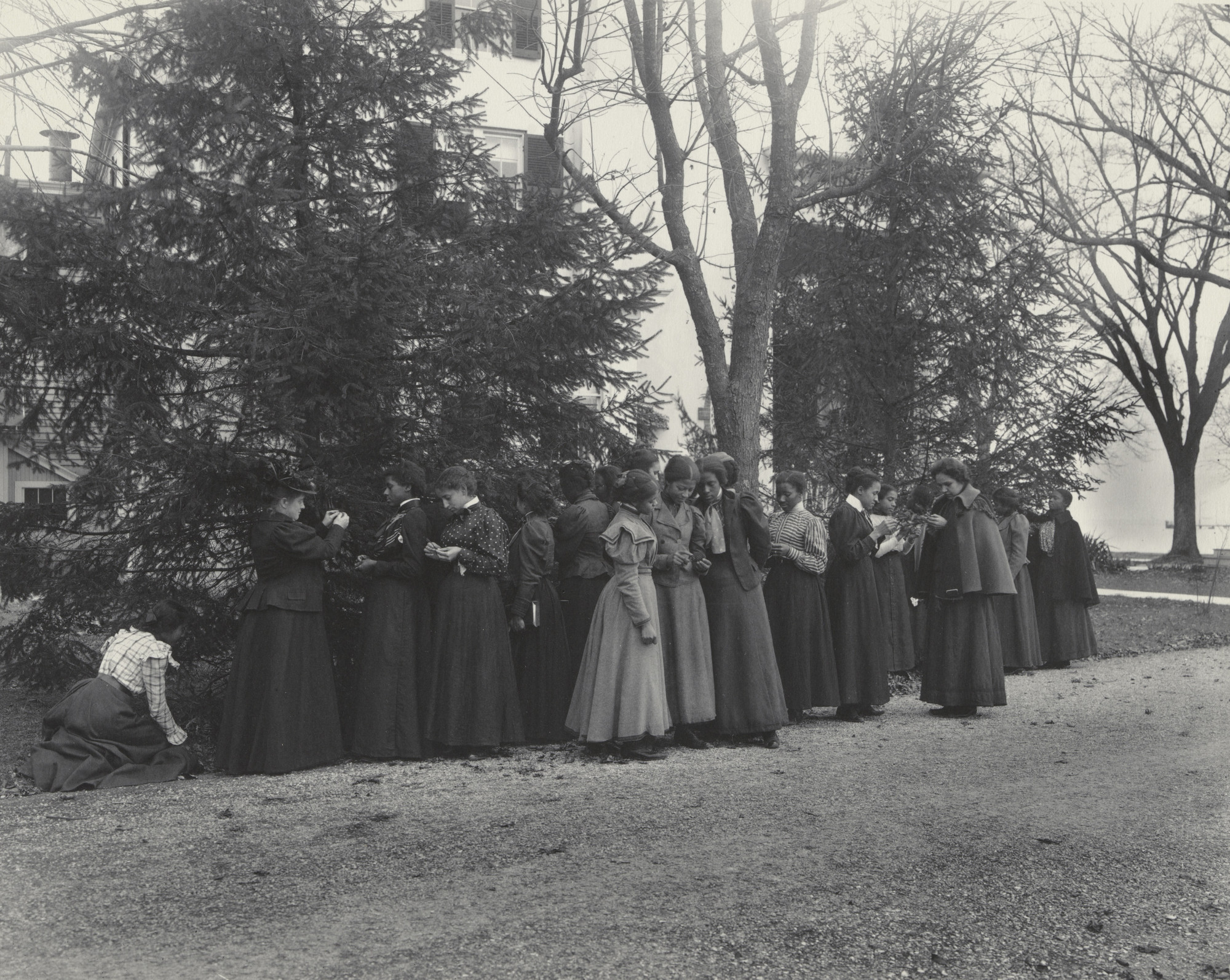 Frances Benjamin Johnston. English. Studying the cone-bearing trees