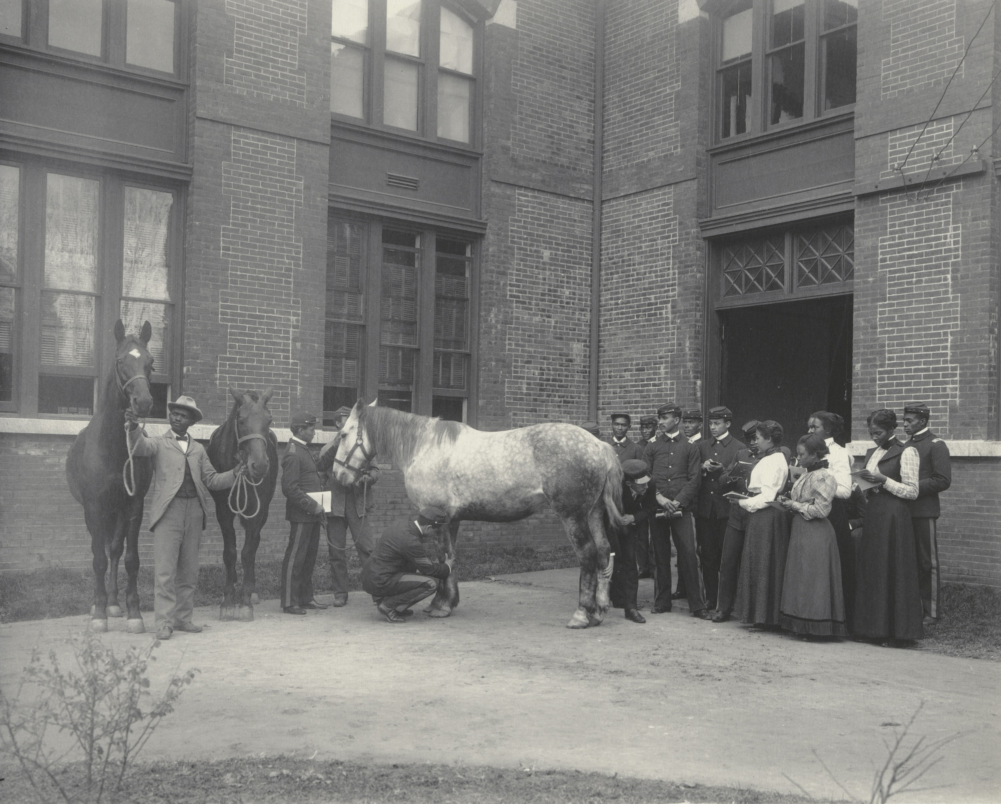 Frances Benjamin Johnston. Agriculture. Animal life. Studying the horse