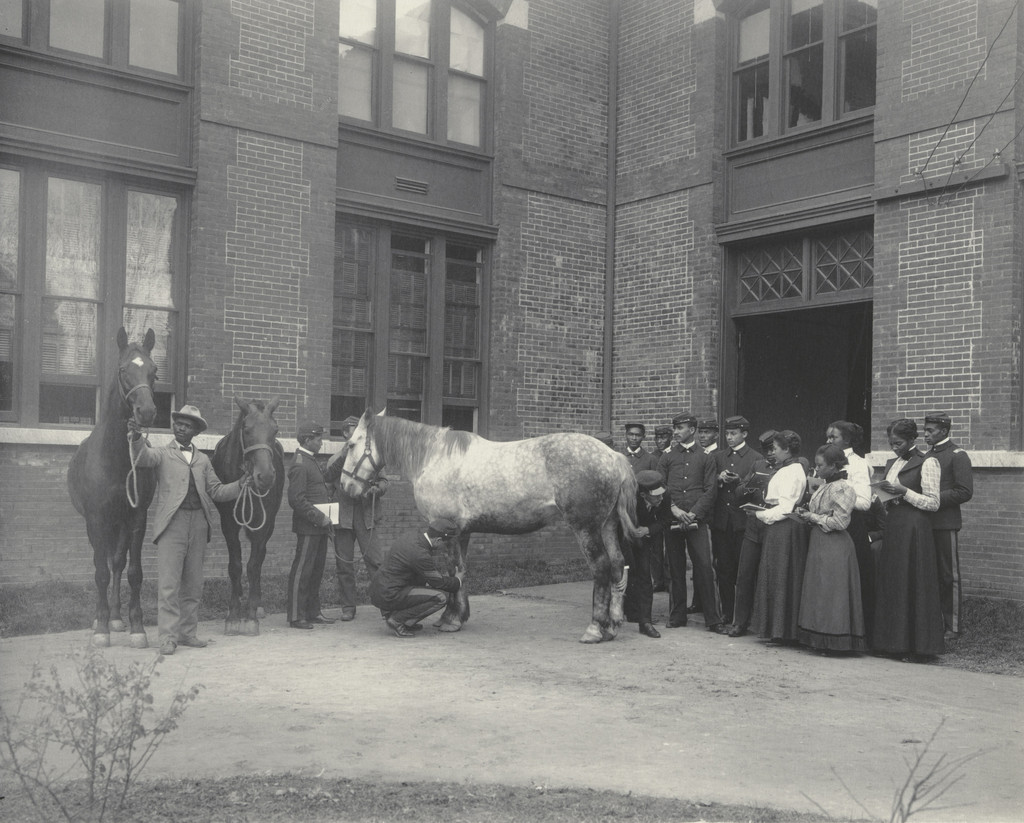 Agriculture. Animal life. Studying the horse