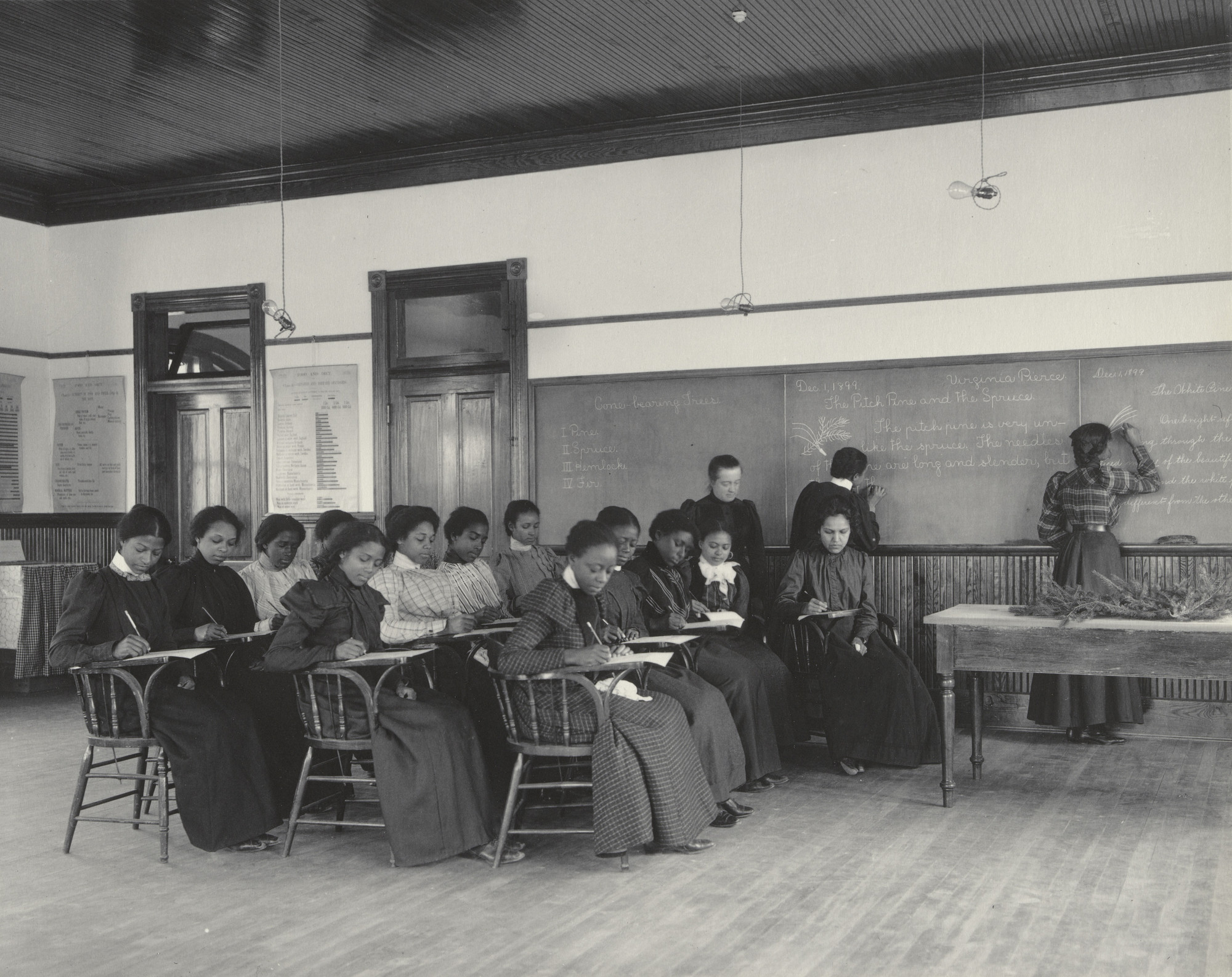 Frances Benjamin Johnston. English. Compositions of the cone-bearing trees