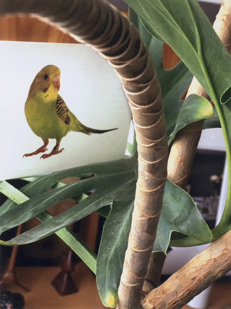 Have you seen my language?