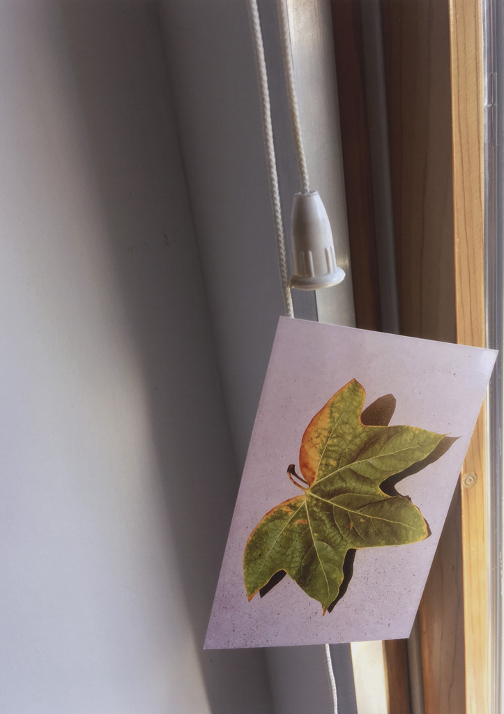 Have you seen my language?