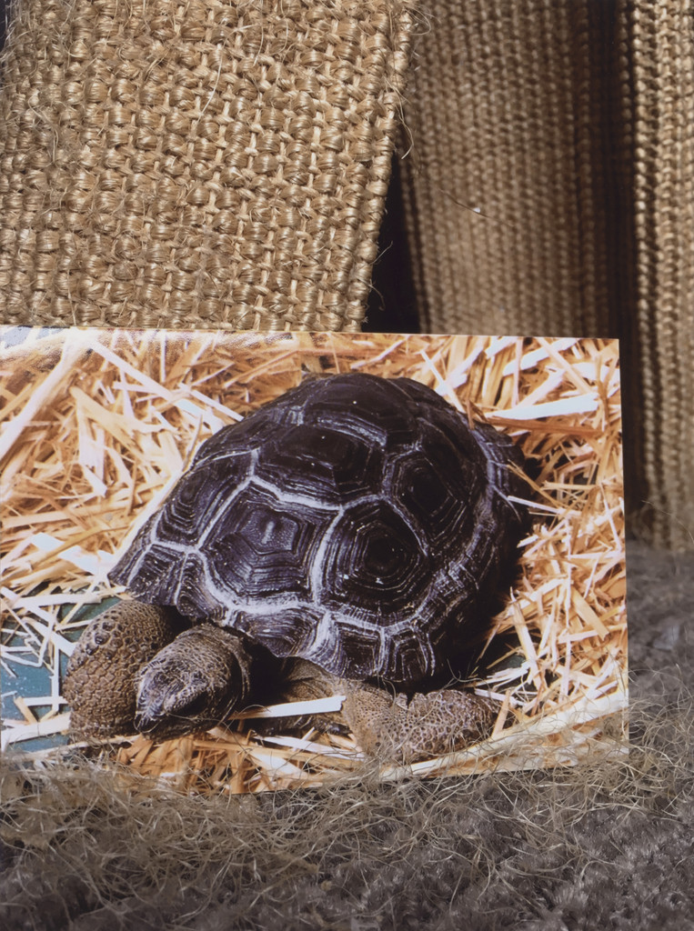 Have you seen my language?