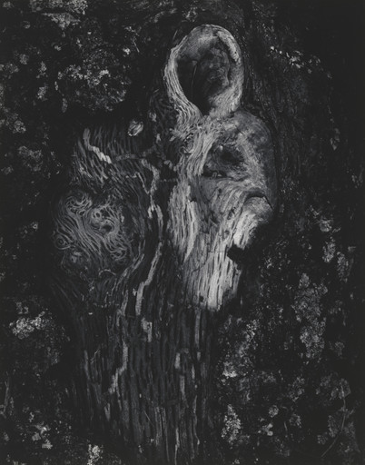 Hooded Tree Spirit, Ipswich, MA