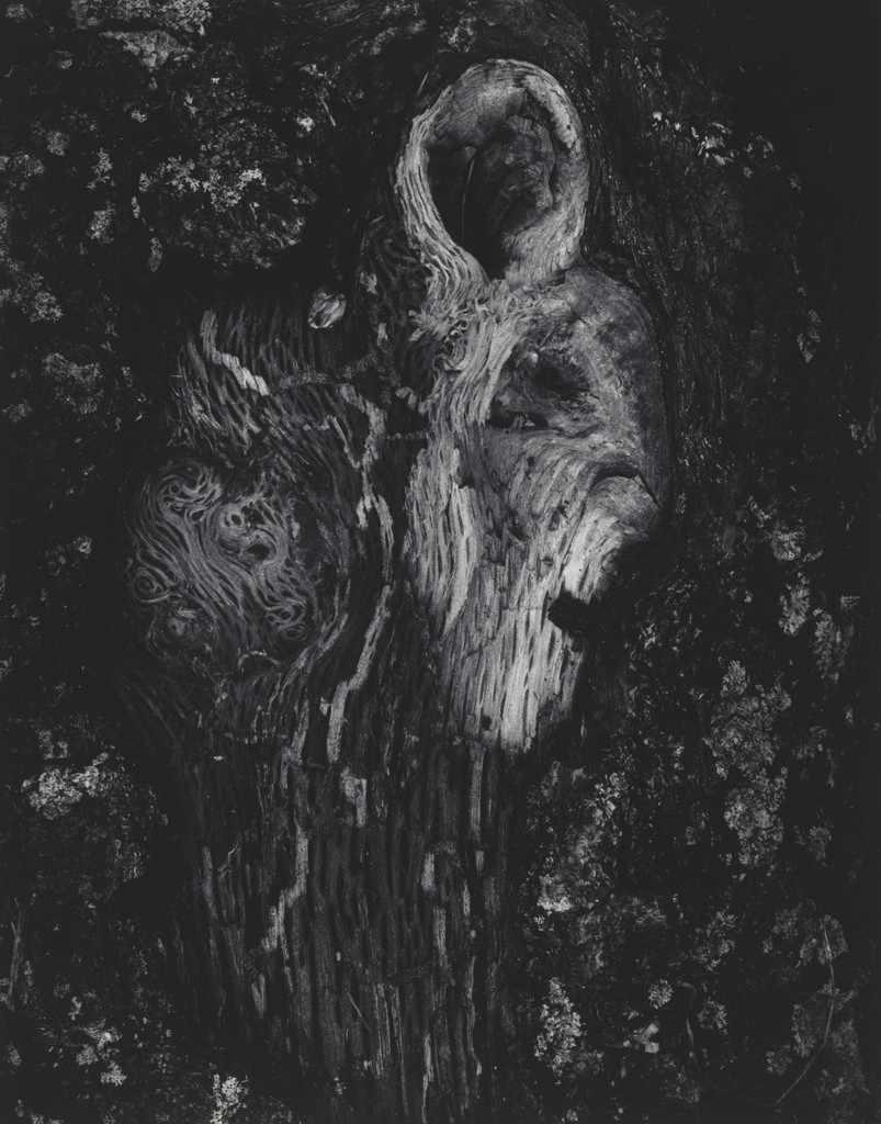 Hooded Tree Spirit, Ipswich, MA