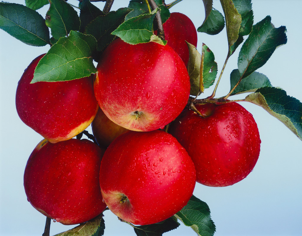 Bergische Bauernscheune, Junkersholz, Leichlingen, September 29th, 2009