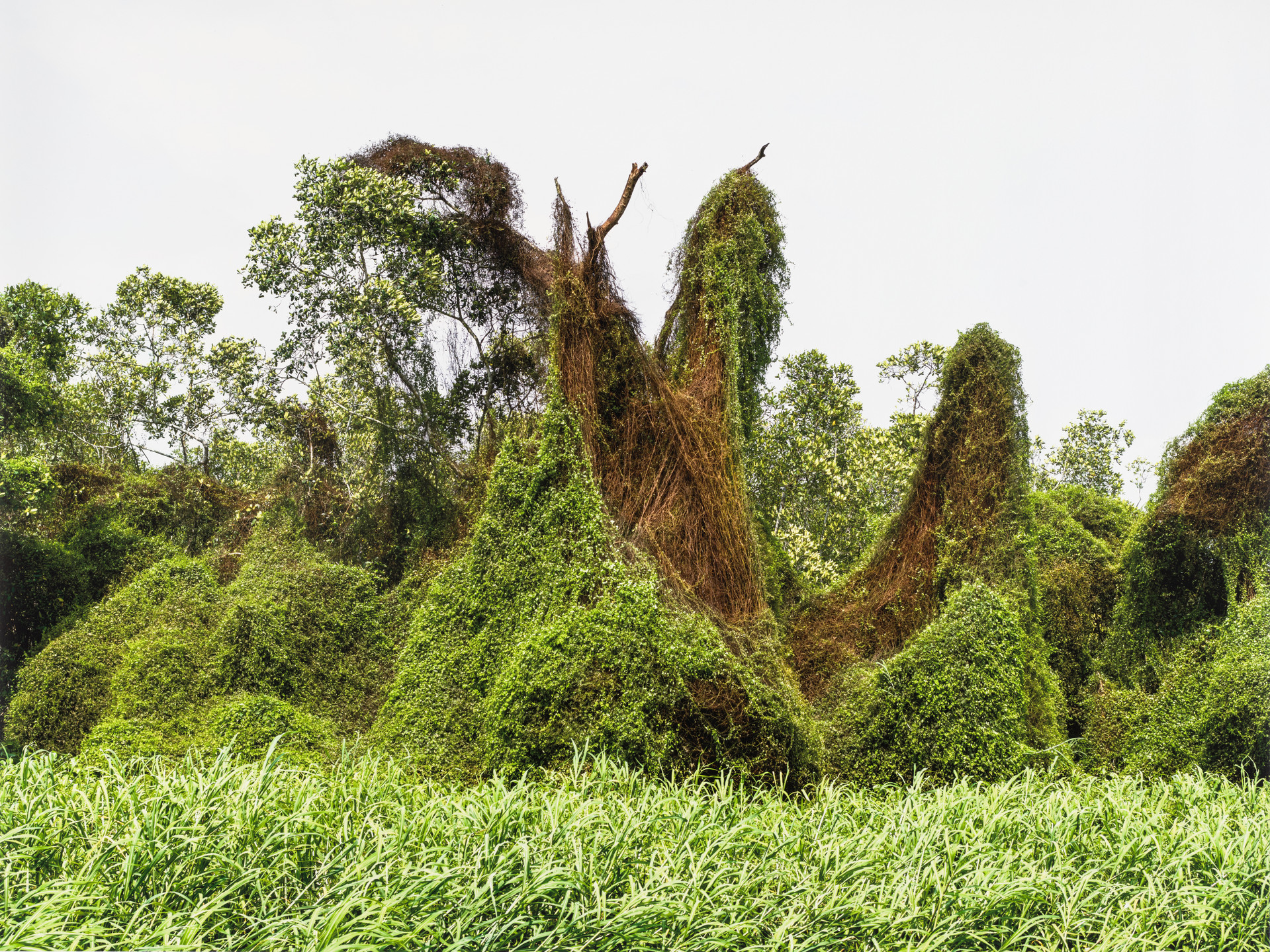 Francois-Xavier Gbré. Les fantômes verts (Green Ghosts). 2015