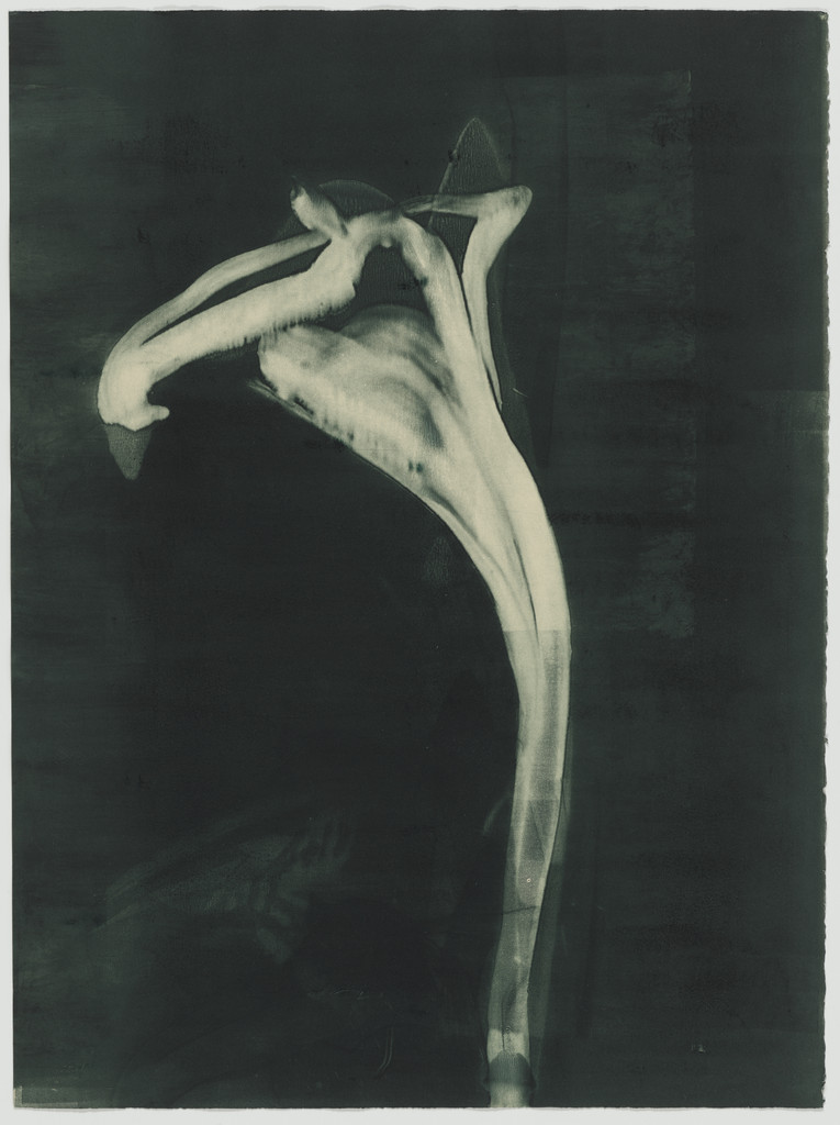Untitled (II) from Six Gestures of the Calla